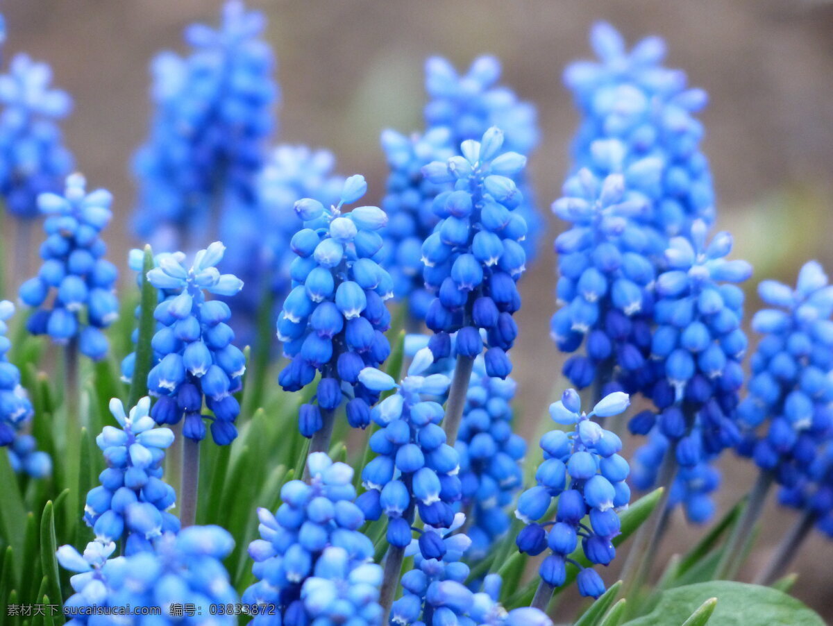 唯美风信子 唯美 花 植物 自然 风信子 浪漫 鲜花 花卉 生物世界 花草 蓝色