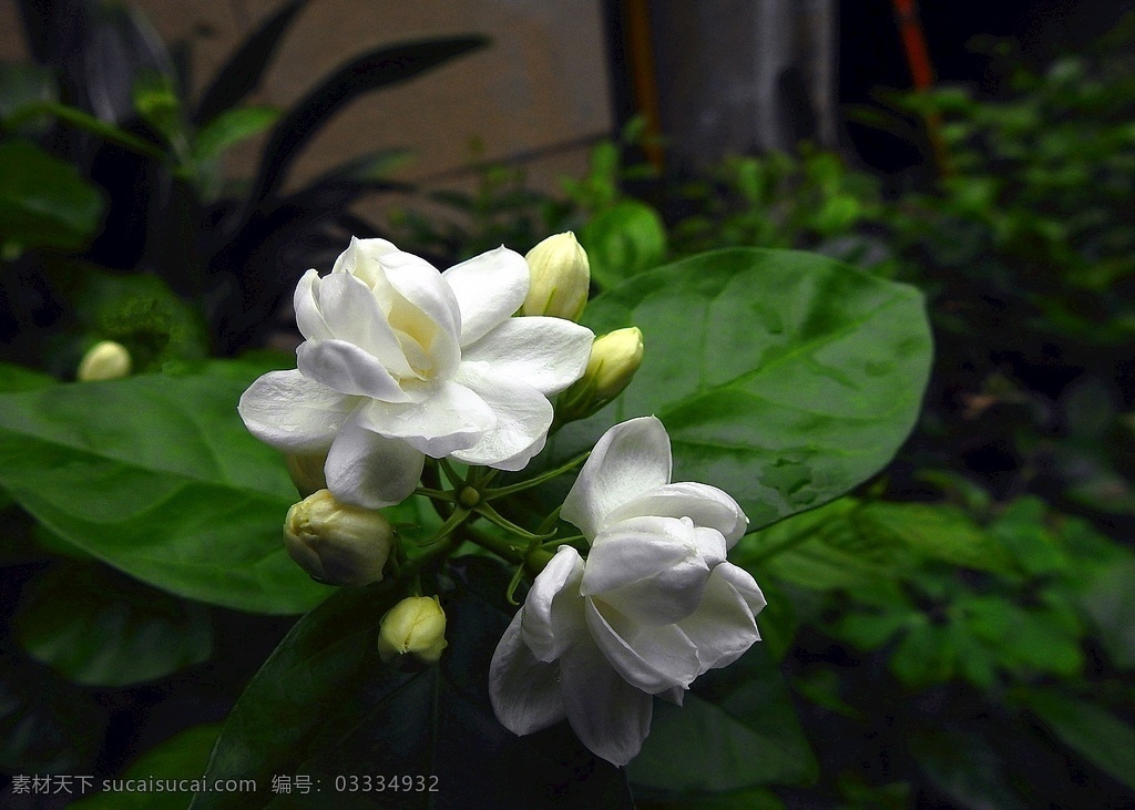 茉莉花 生物世界 花卉 花草 茉莉 精品茉莉