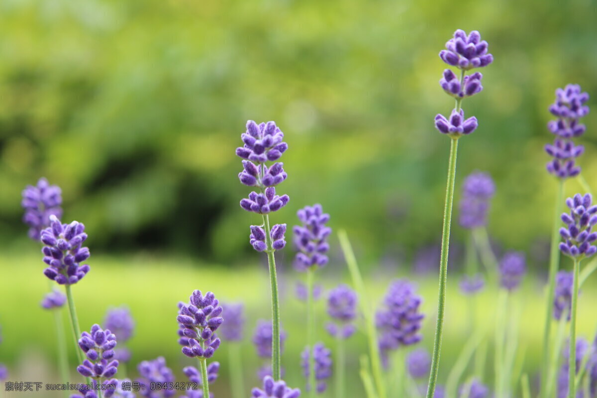 薰衣草 观赏植物 花草 花海 生物世界