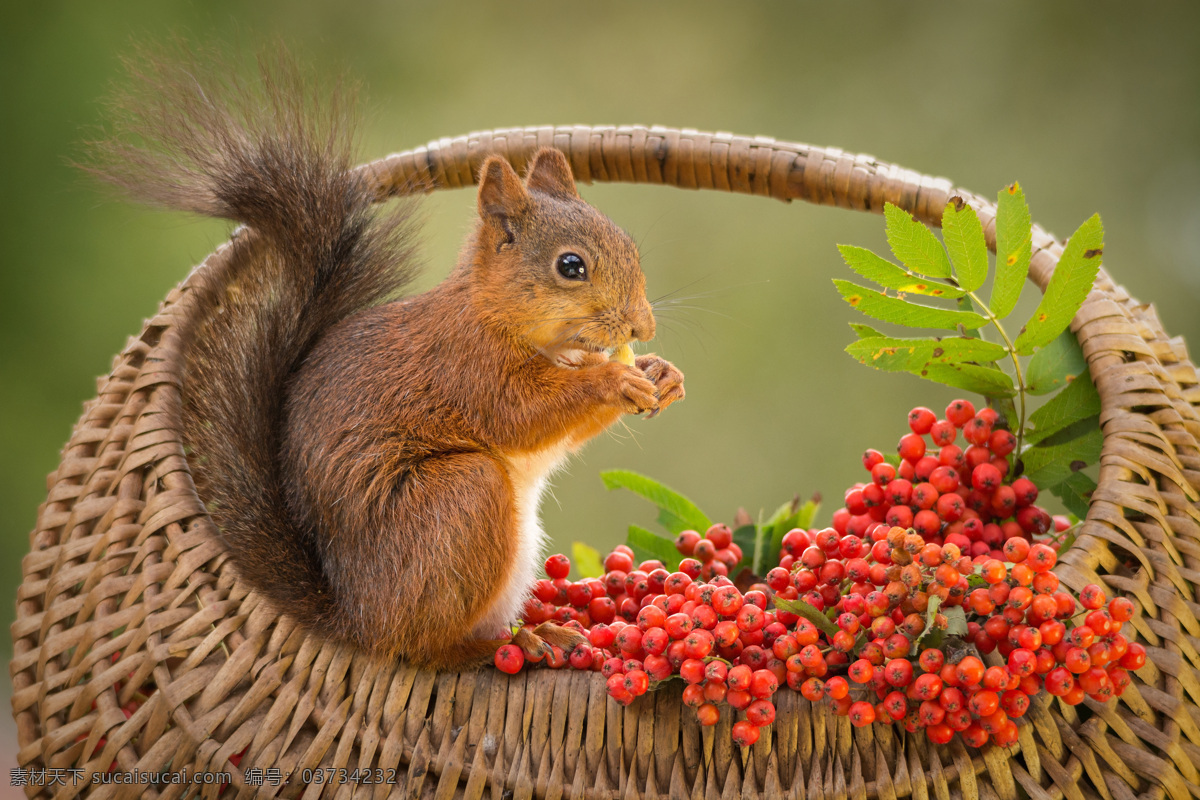 吃 红色 果子 松鼠 红色果子 动物 野生动物 动物世界 陆地动物 动物摄影 生物世界
