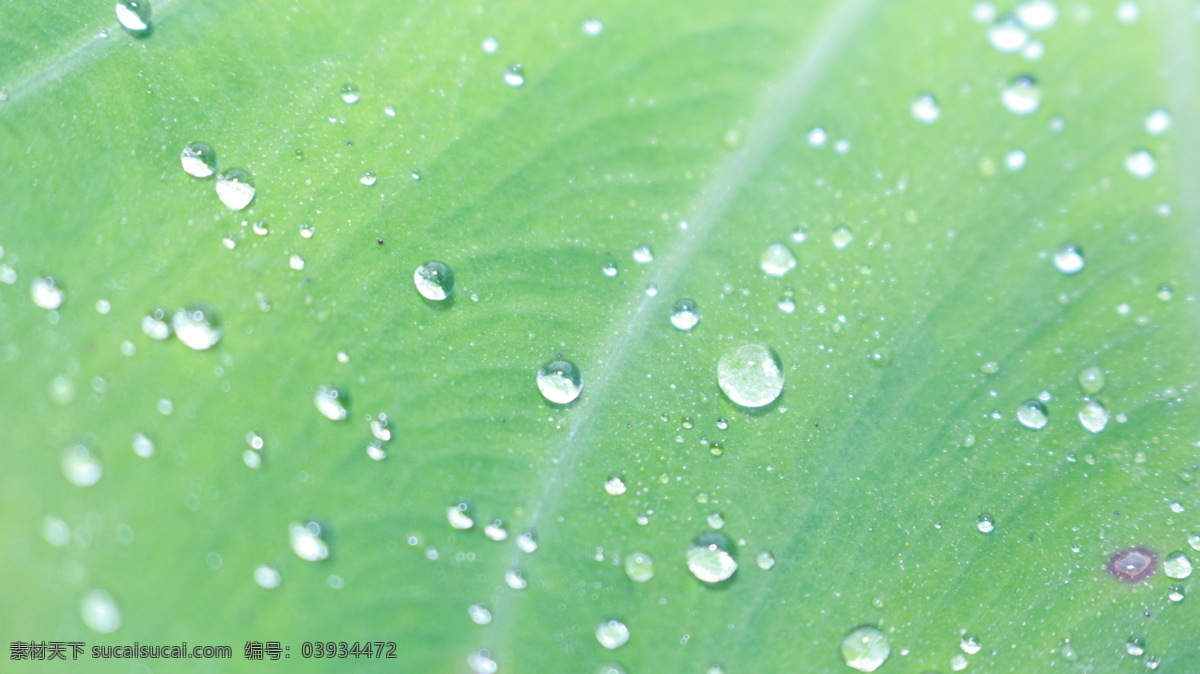 露水 水滴 水珠 雨水 自然景观 叶子 上 雨露 叶子上的雨露 微距摄影 自然现象 psd源文件
