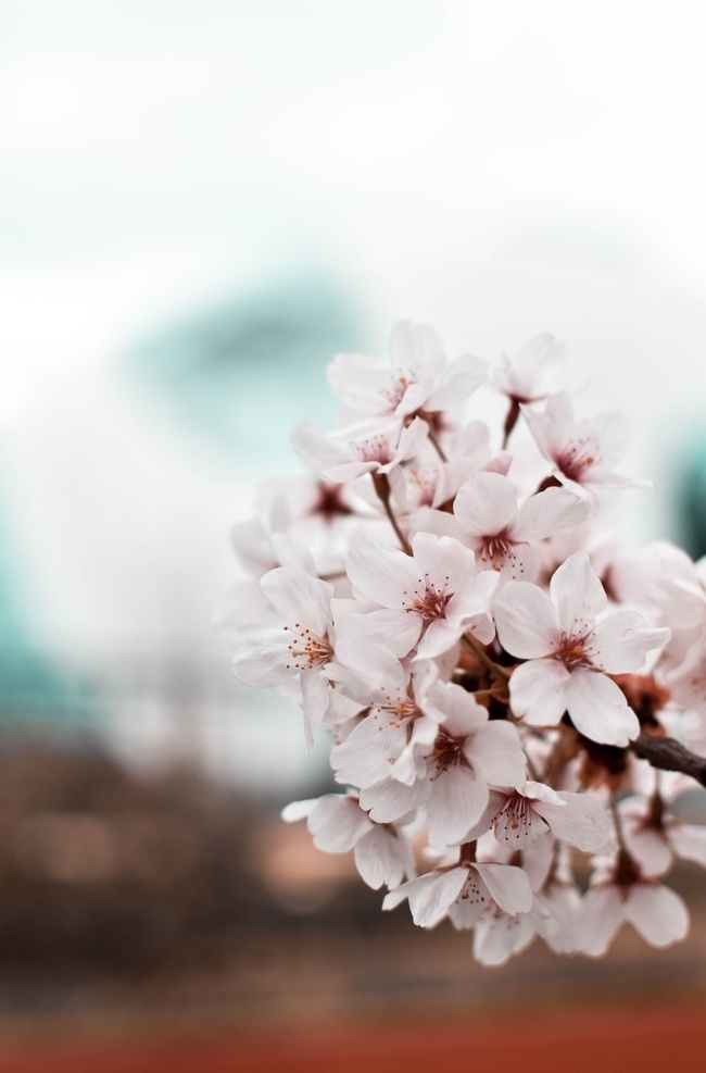 桃花 花 树 春天 桃李 樱花树 桃花树 花朵 花卉 自然 美丽 粉花 背景 摄影图 生物世界 花草 树木植物