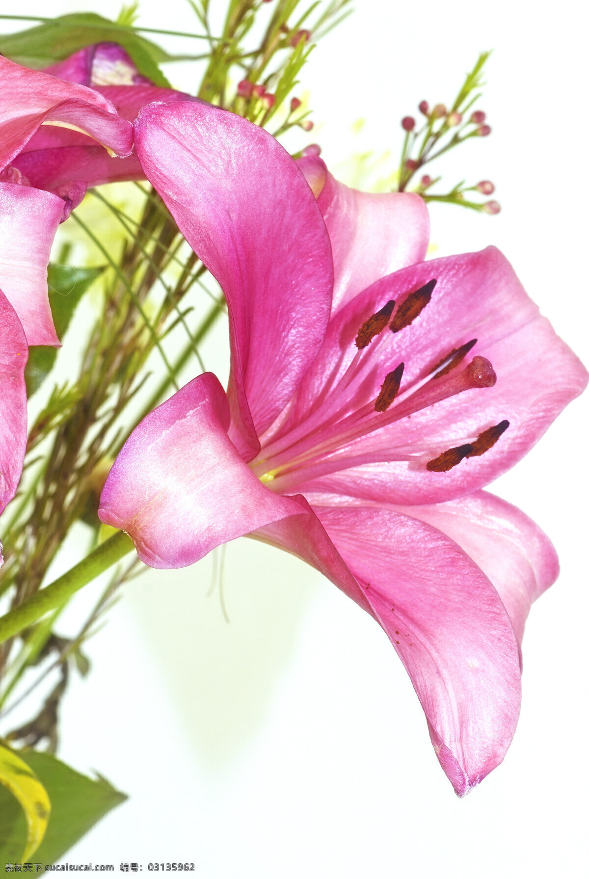 粉红色 花朵 特写 背景图片