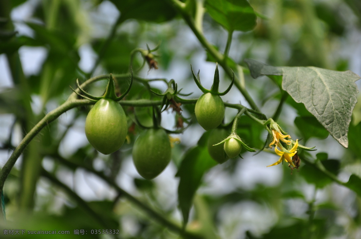小西红柿实拍 小西红柿 绿色水果 菜园实拍 休闲果园 绿色 风景摄影 生活百科 生活素材