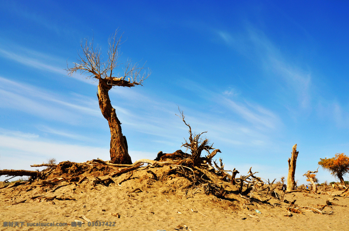 千年胡杨 胡杨 内蒙古 额济纳 沙漠 戈壁滩 干涸 蓝天 白云 干枯 顽强 生命 国内旅游 旅游摄影