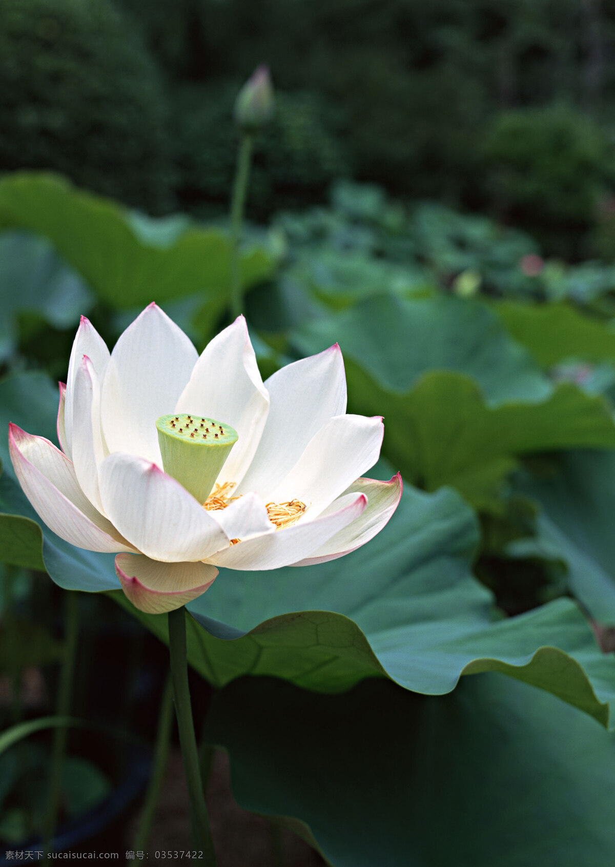 岛国 节日 岛国节日 风景 荷花 荷叶 山峰 树木 亭子 节日素材 其他节日