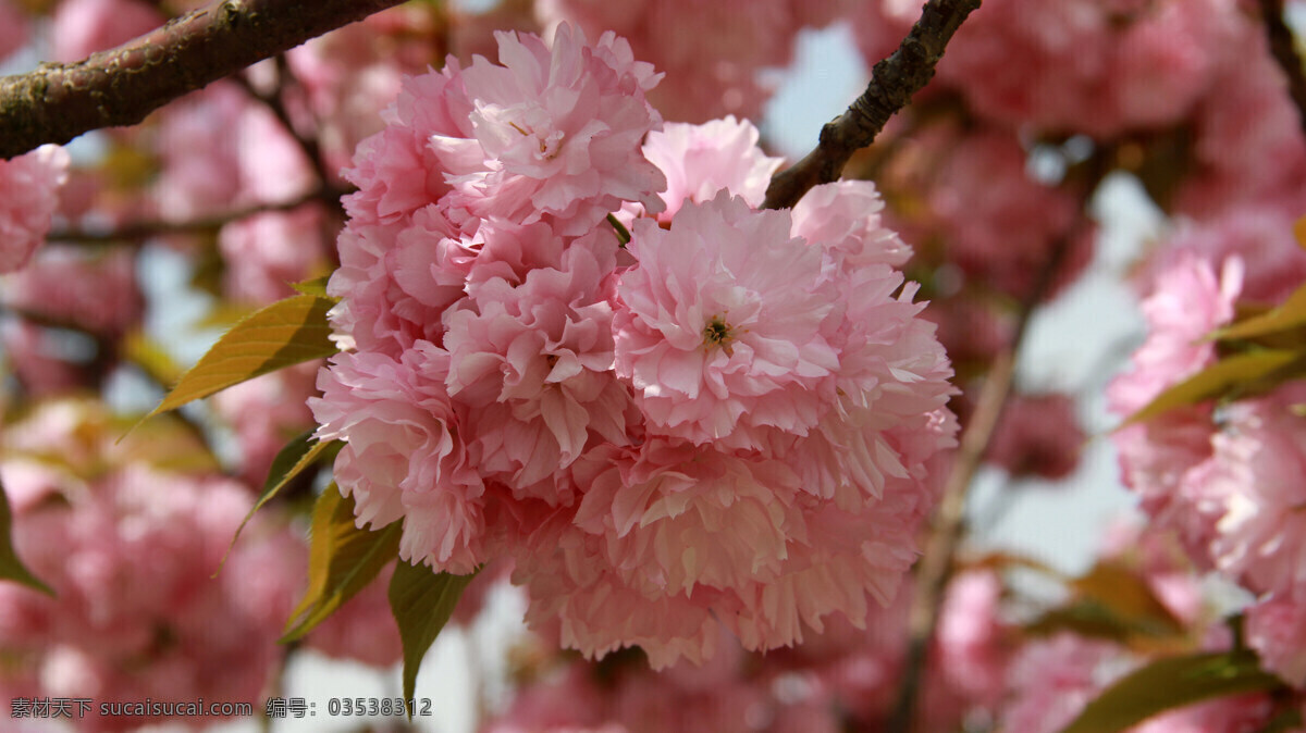 樱花 烂漫 春天 花草 花朵 美图 生物世界 鲜花 樱花烂漫 psd源文件