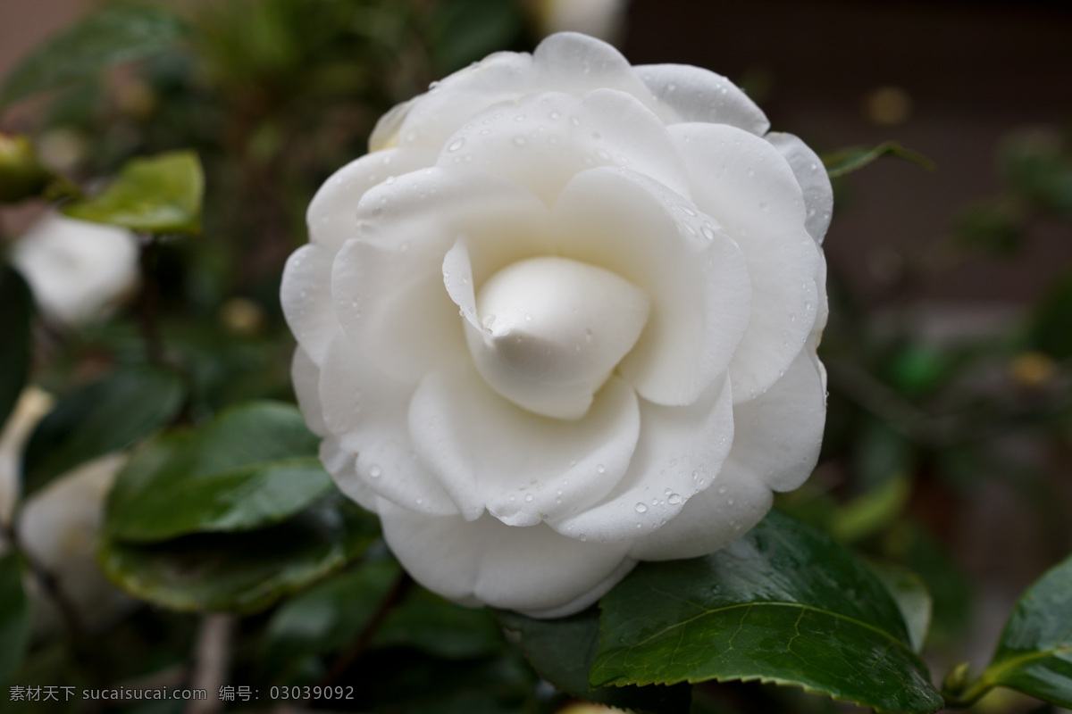 茶花 白茶花 白色 花 绿叶 花草 生物世界