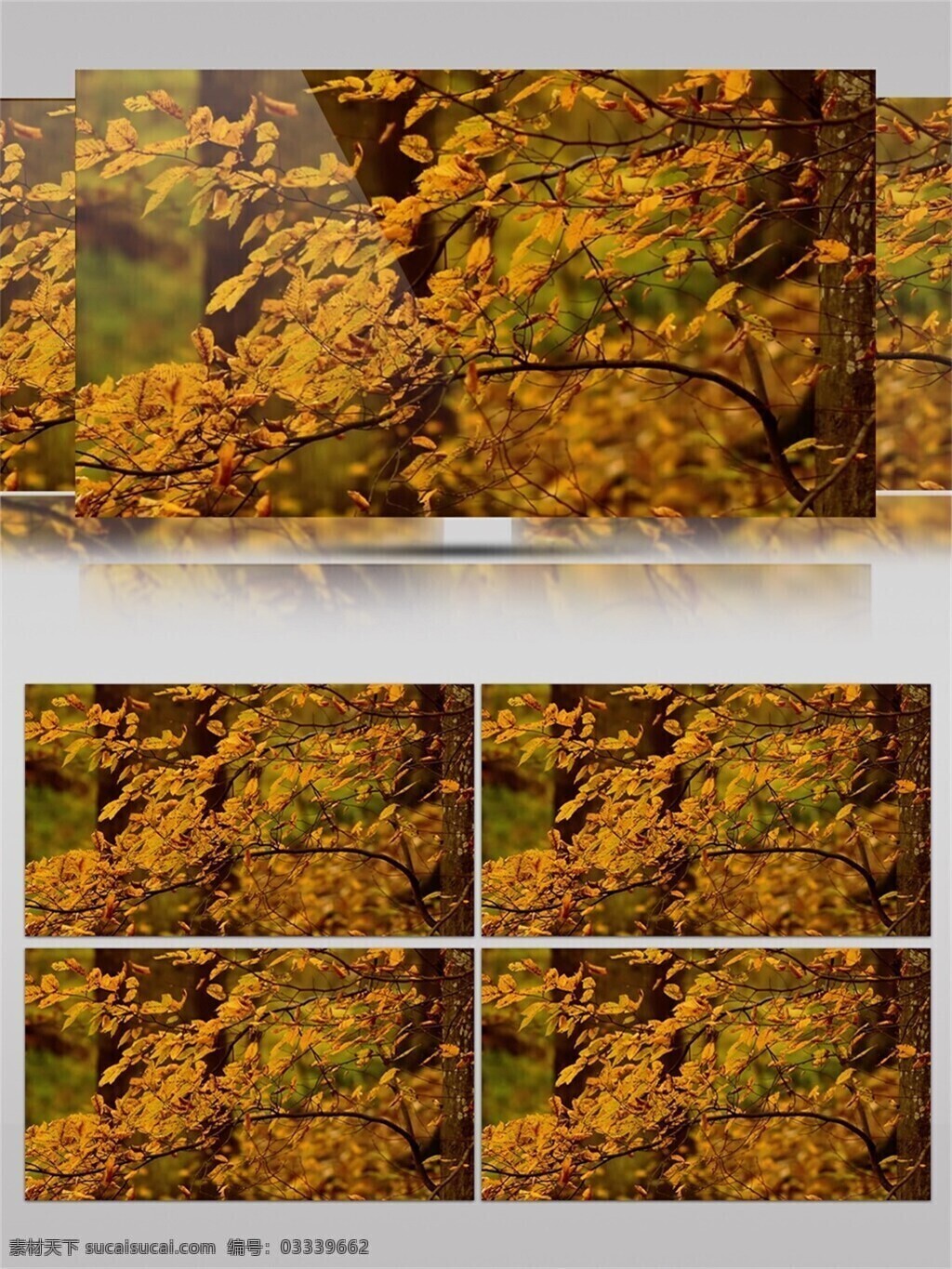 秋高气爽 自然风光 视频 音效 枫叶 秋天 落叶 黄色 唯美 视频音效 枫树 秋天的气息