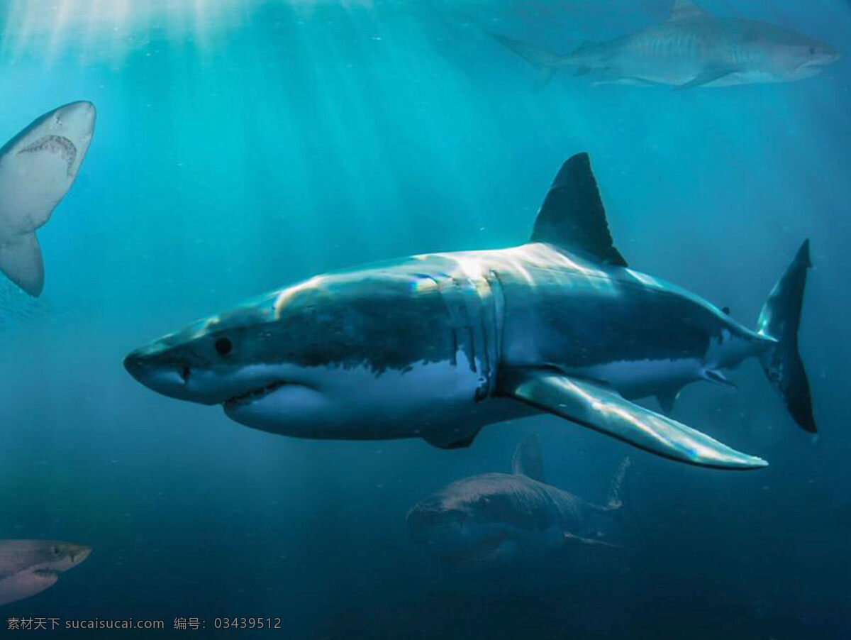 鲨鱼图片 鲨鱼 大海 蓝海 鱼 动物 生物世界 海洋生物