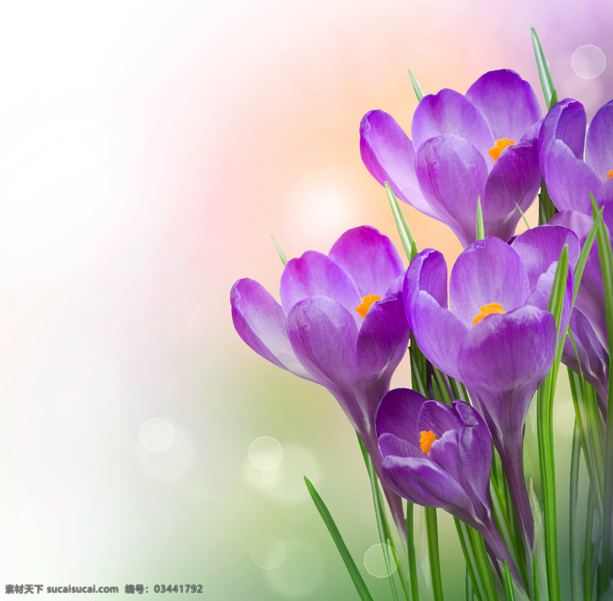 唯美 紫色 水仙花 高清 美丽 鲜花 花朵 紫花