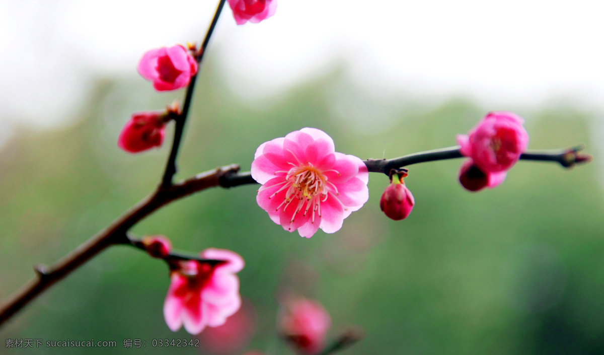 梅花 梅花树 早春 春天 梅花枝 红梅 生物世界 花草