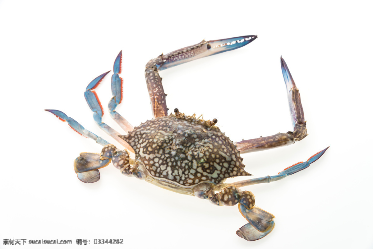 螃蟹摄影 螃蟹 海鮮 花蟹 海洋生物 海蟹 大闸蟹 中秋 美味 美食 餐饮美食 食物原料