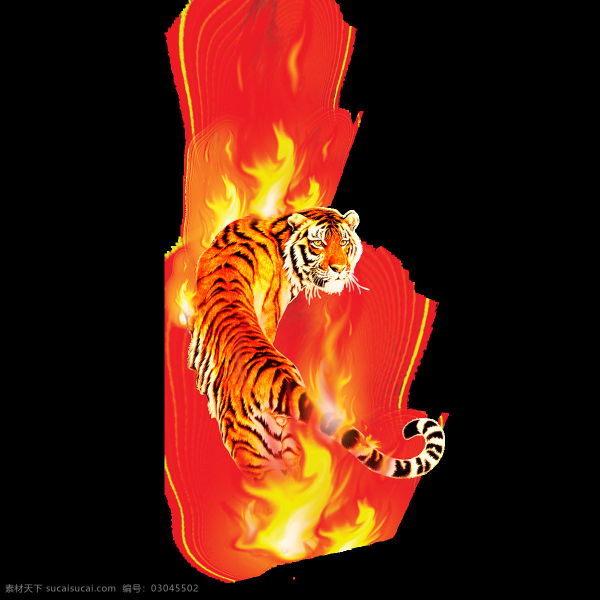 火中 老虎 透明 元素 野生动物 动物 大王