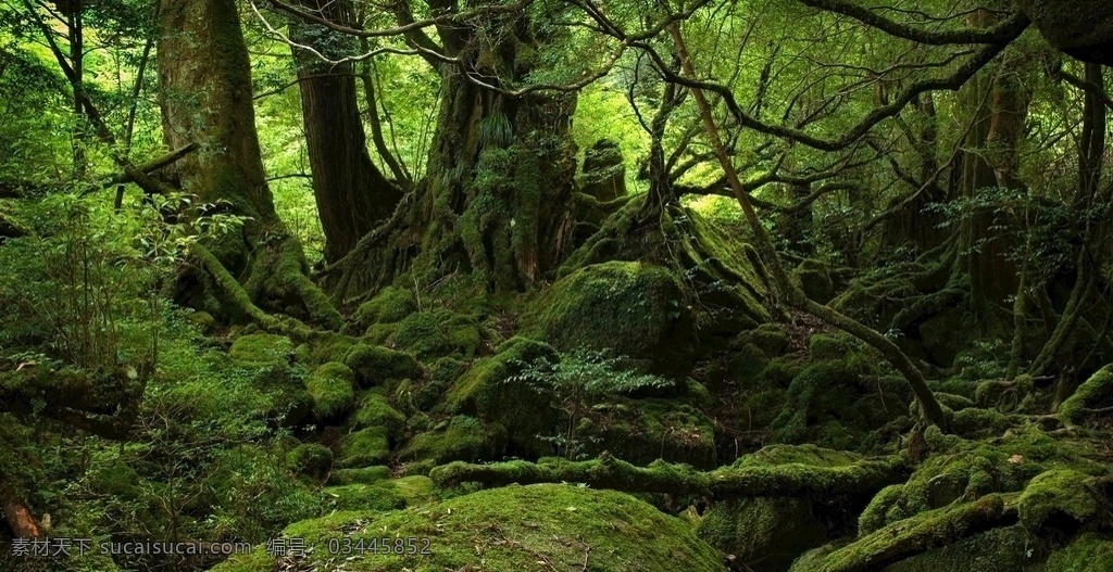 苔藓 石头 青苔 山区 湿地 森林