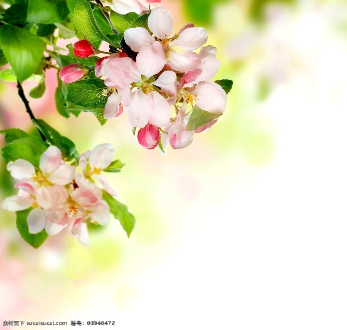 梦幻鲜花背景 美丽鲜花 花朵 花卉 鲜花背景 梦幻背景 温馨 浪漫 花草树木 生物世界 白色