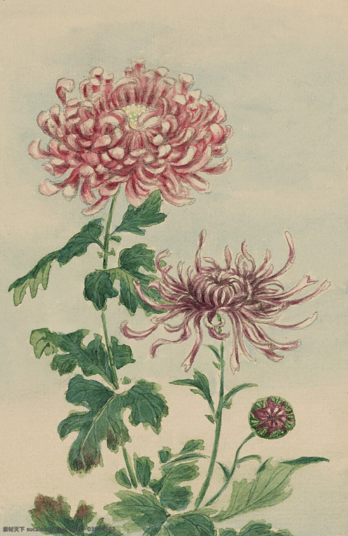 手绘水彩花 水彩画 装饰画 花卉 植物 水彩花 油画 国画 文化艺术 绘画书法