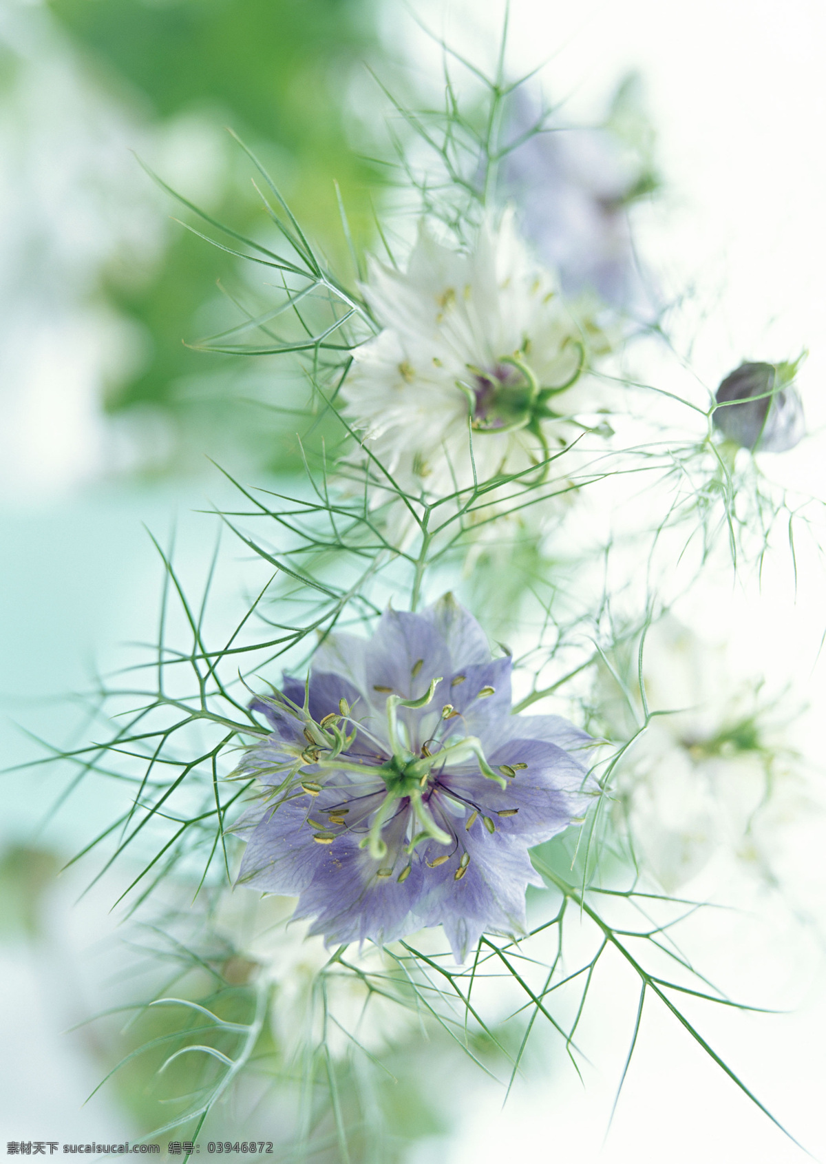 蓝色 小花 花 花特写 花写真 摄影图 微距 叶子 高精度图 针型草 生物世界