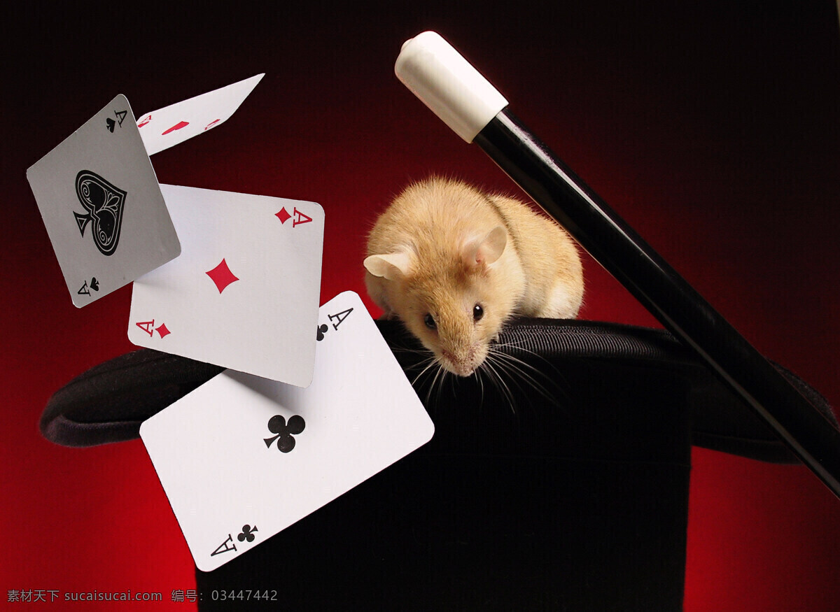 魔术 里面 老鼠 动物 荷兰鼠 可爱 机灵 魔术帽 魔术棒 魔幻 扑克牌 陆地动物 生物世界 黑色