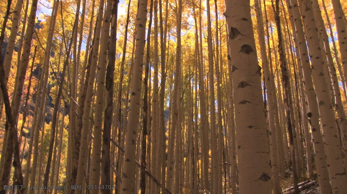 秋天 阳光 灿烂 树木 通过 股票 录像 视频免费下载 阳光灿烂的 白杨 黄色的叶子 个子高高的 瘦瘦的 avi 灰色