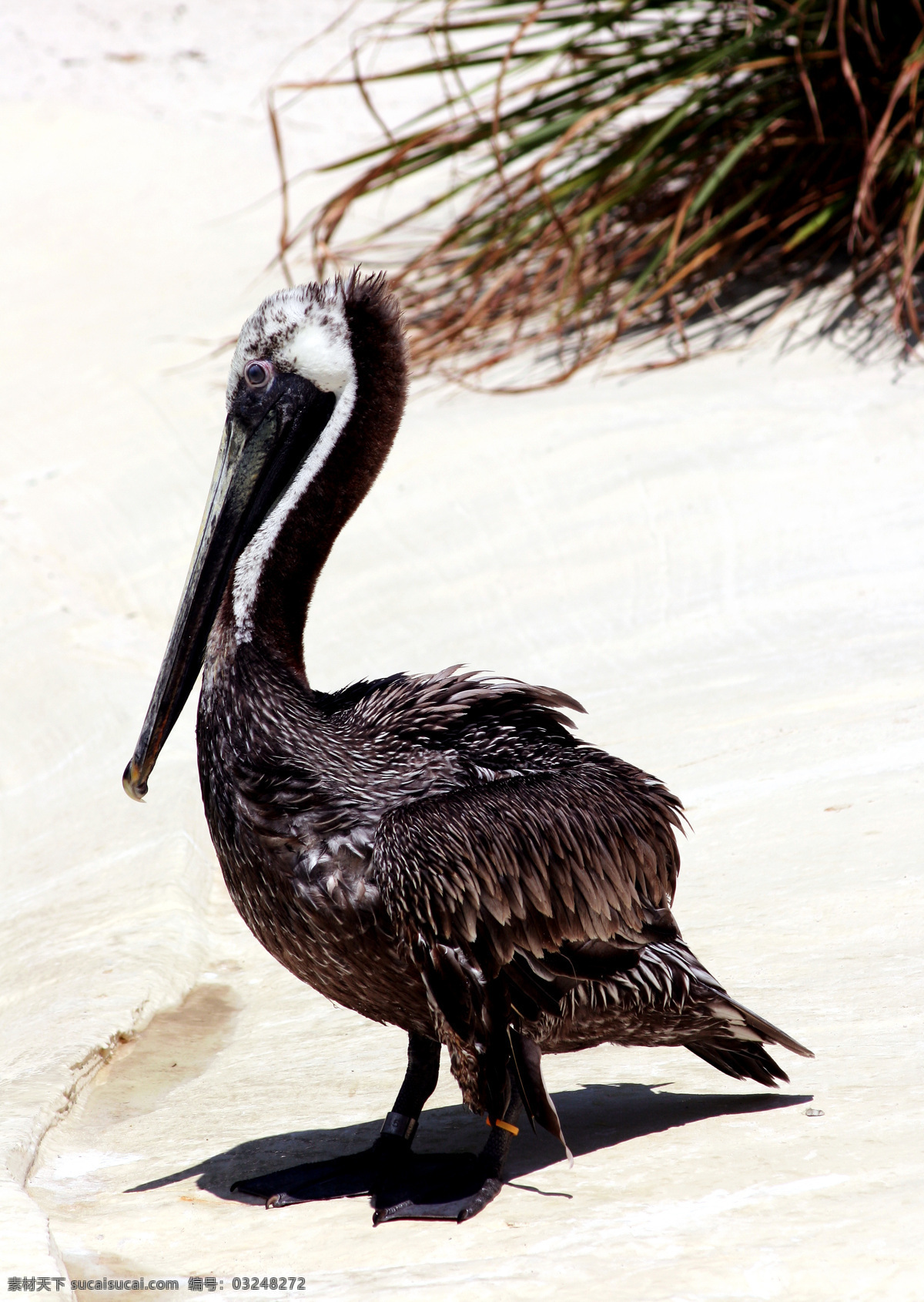海鸟 保护 动物 海滩 鸟 鸟类 沙滩 生物世界 小鸟 珍贵 野生 醍醐 野生动物