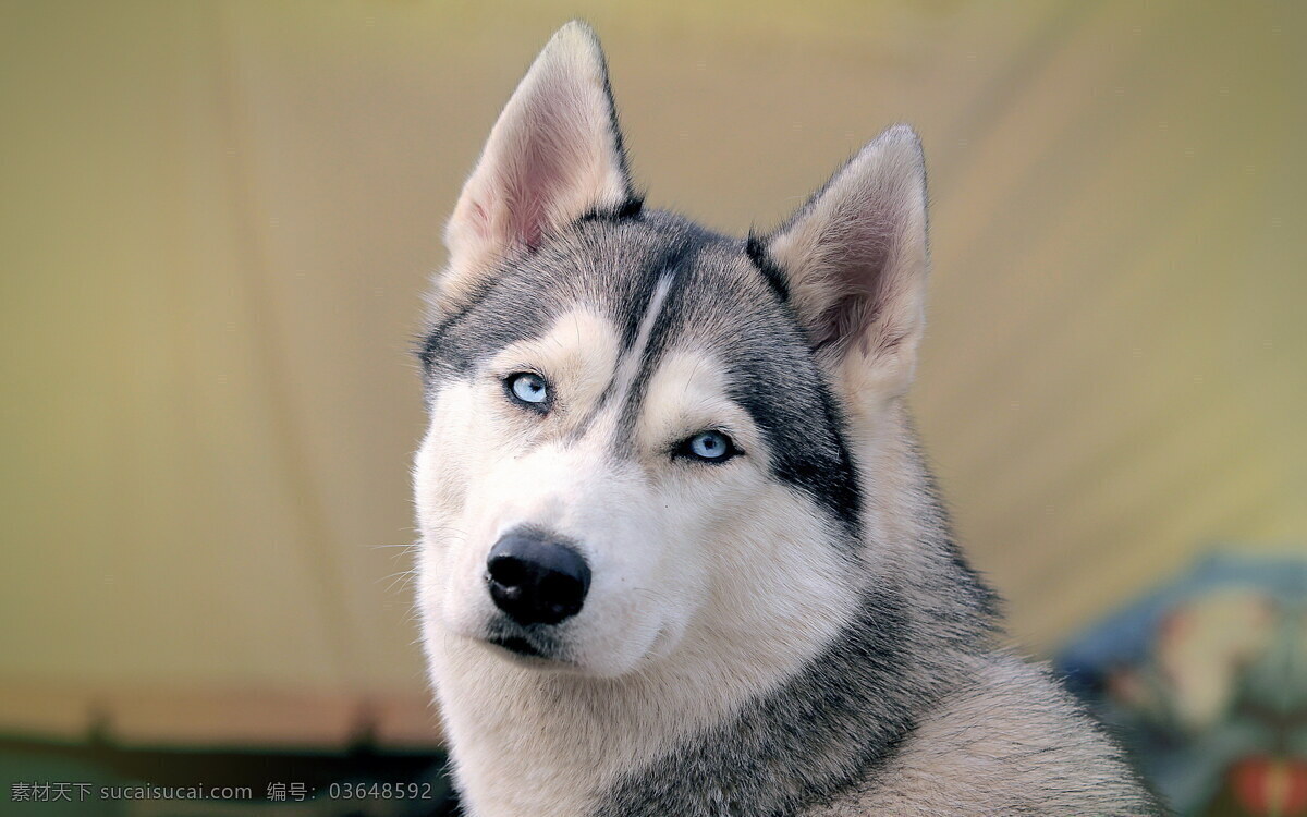 哈士奇 狗 宠物狗 犬类 雪橇犬 西伯利亚 雪橇 犬 家禽家畜 生物世界