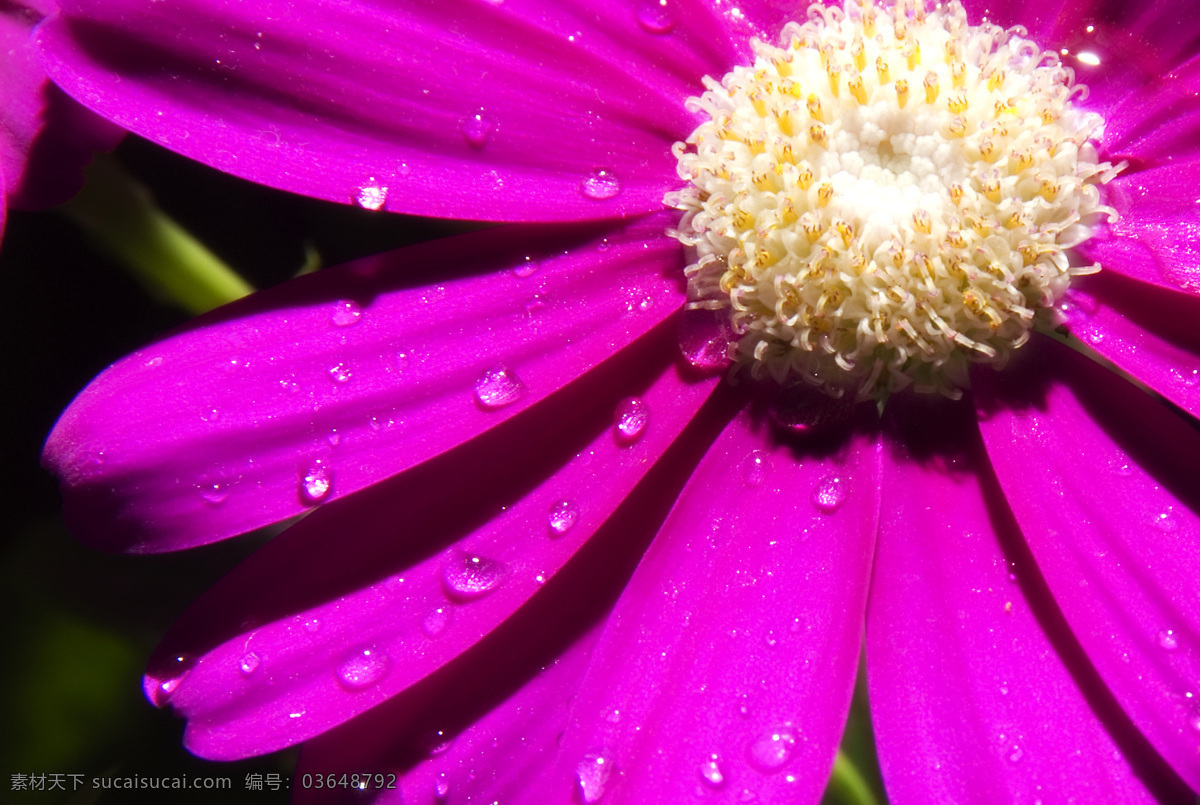 雏 菊 雏菊 构图 花草 花卉 花心 菊花 生物世界 紫色 水滴 早晨 紫花 psd源文件