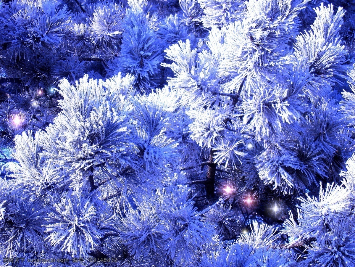 覆盖 树枝 上 冰雪 树林 森林 冰冻 冰花 霜花 景色 景观 山水风景 风景图片