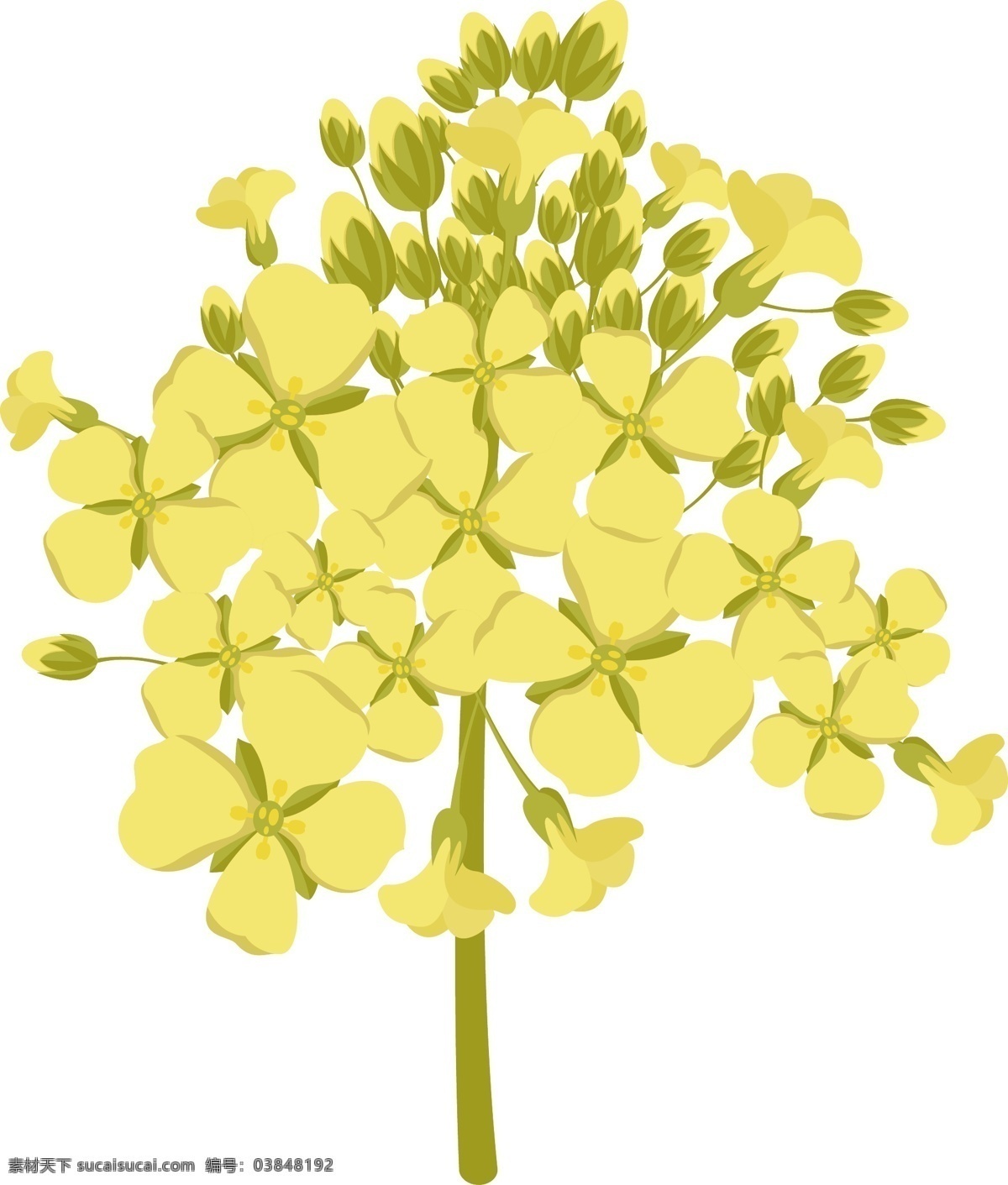 油菜花 黄色 原创 矢量 文件 元素 合集 编辑 花朵