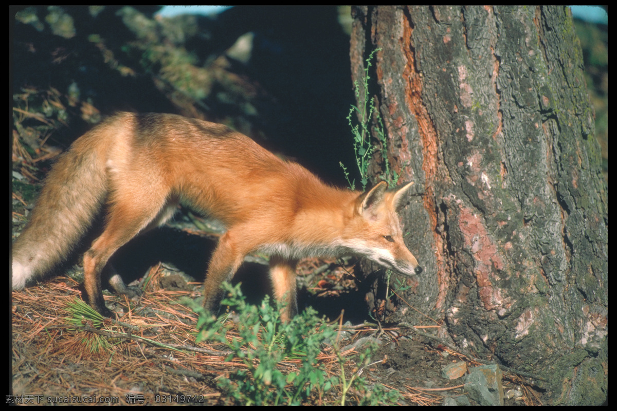大树下 狐狸 狐狸摄影 野生动物 动物摄影 动物世界 陆地动物 生物世界