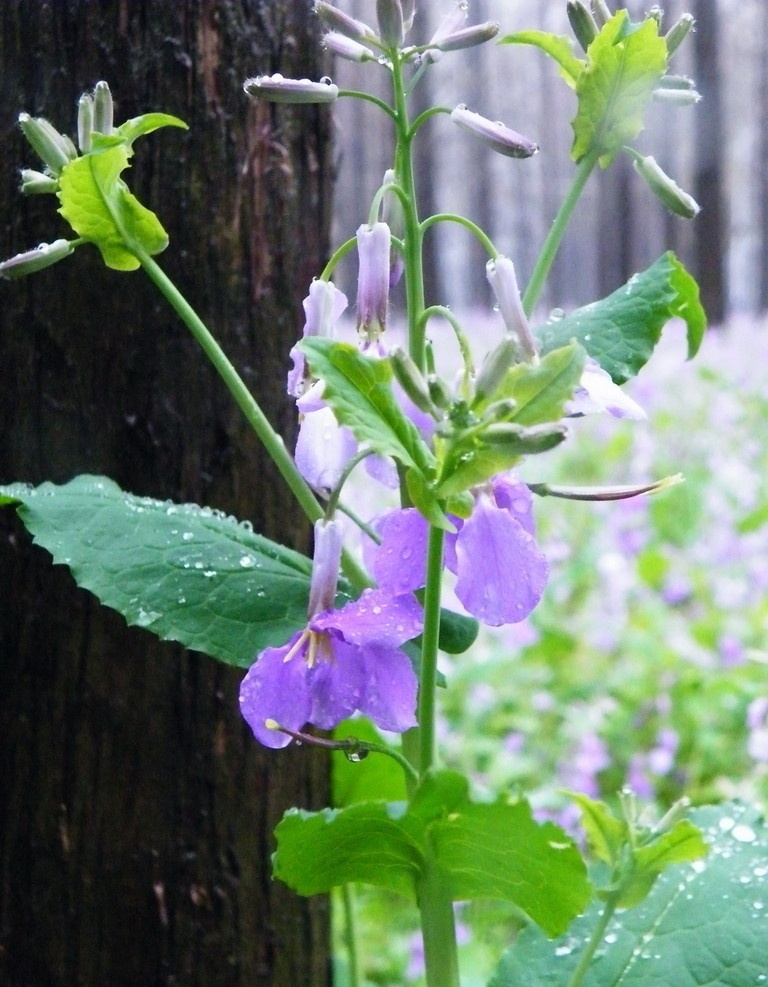 雨中二月兰 二月兰 诸葛菜 菜子花 紫金花 花草 生物世界