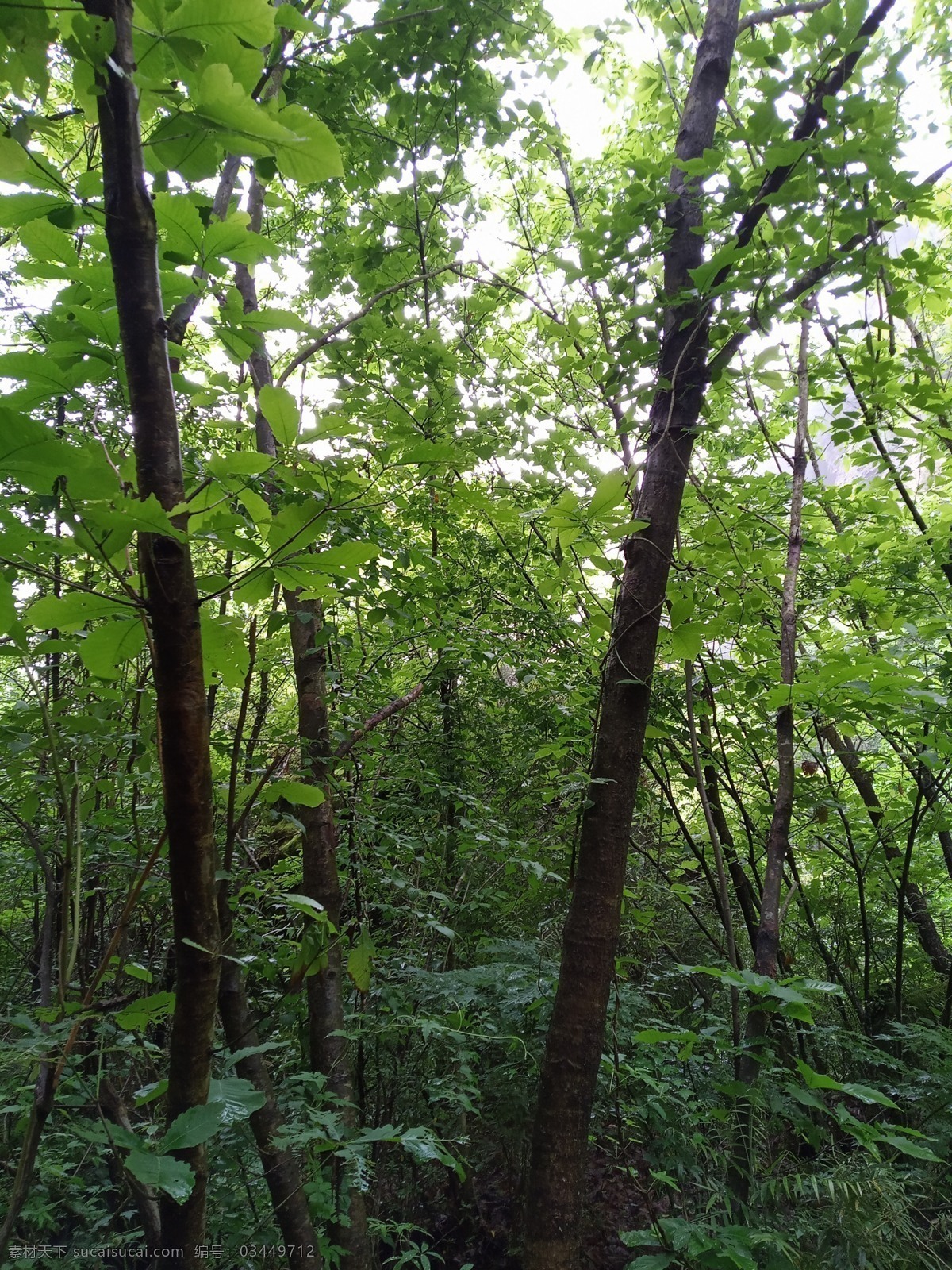 树林 汉中 黎平森林公园 山 青山绿水 摄影作品 自然景观 山水风景