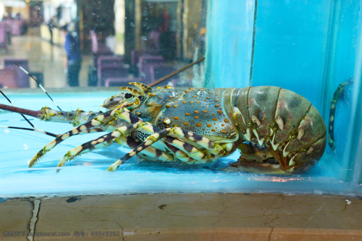 花龙虾 海鲜 厦门海鲜 野生海鲜 生猛海鲜 龙虾 澳洲龙虾 锦绣龙虾 生物世界 海洋生物