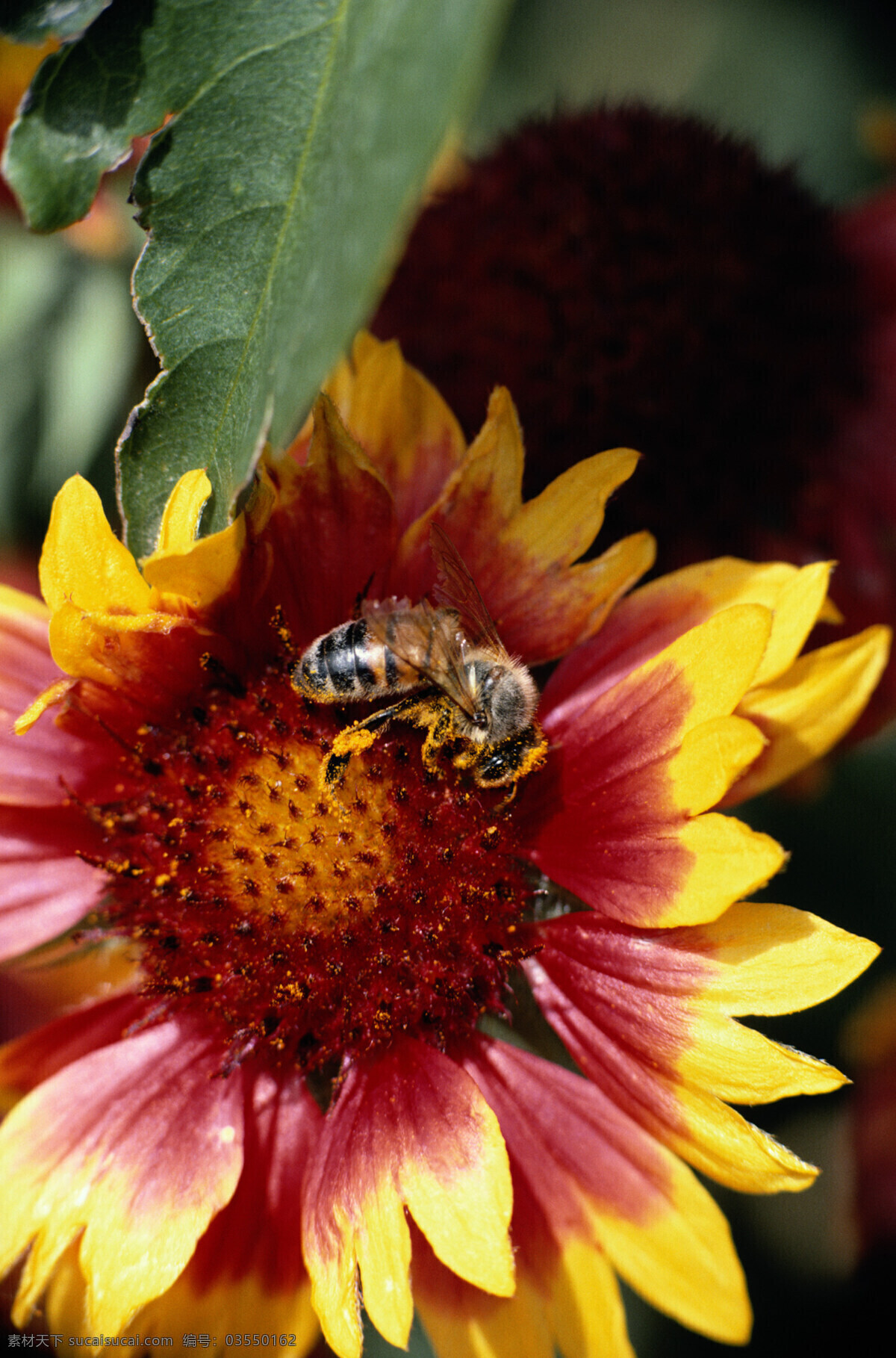 蜜蜂 采花蜜 向日葵 花瓣 黄色 美丽 微距 高清 国外 绿叶 勤劳 昆虫 生物世界