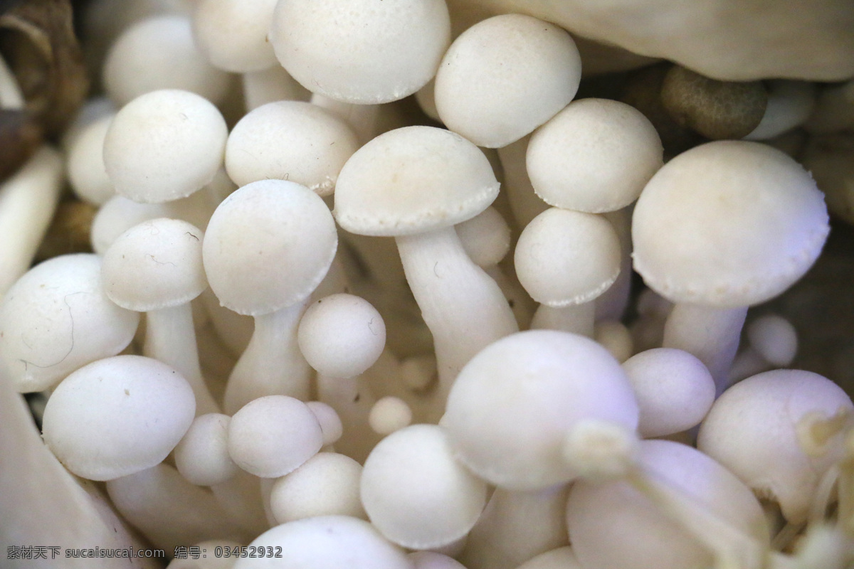 白玉菇 口菇 食用菌 蘑菇 白菇 餐饮美食 传统美食