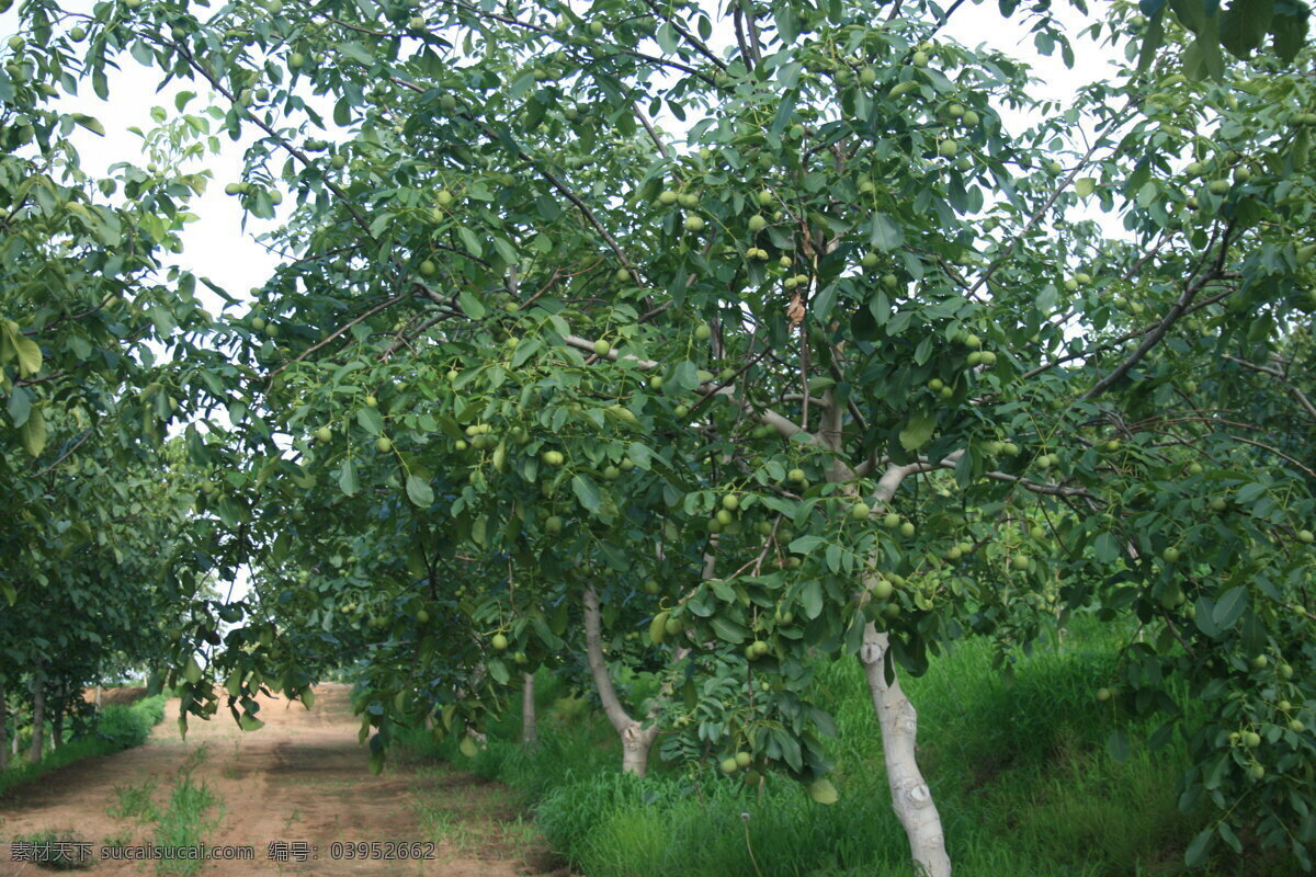 核桃 核桃树 青核桃 核桃果 核桃园 核桃地 水果 生物世界