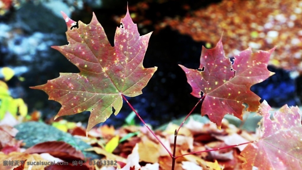 秋季 枫叶 景色 视频 视频素材 实拍视频 枫叶视频 秋天 秋季景色视频 自然景色 风光 风景