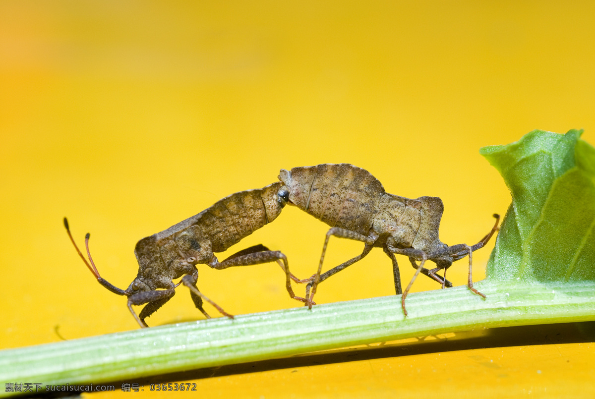 两 只 小 昆虫 虫子 生物世界 植物 两只小昆虫 重重 交配 菜叶 昆虫虫子
