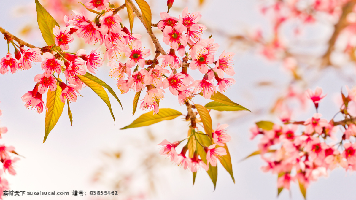 美丽樱花背景 樱花 美丽鲜花 漂亮花朵 花卉 鲜花摄影 鲜花背景 花草树木 生物世界 白色