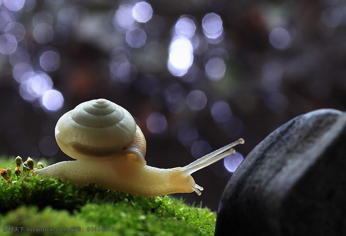 蜗牛 动物 昆虫 绿叶 生物世界 爬