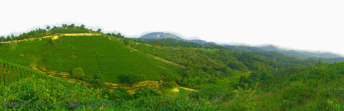 茶素材 茶叶 茶园 茶园风光 茶园风景 绿色 田园风光 茶园实景照片 山峰茶园 农业实景照片 茶园照片 茶园素材 绿色生态茶园 绿色茶园 茶园实景 自然景观 矢量图 日常生活