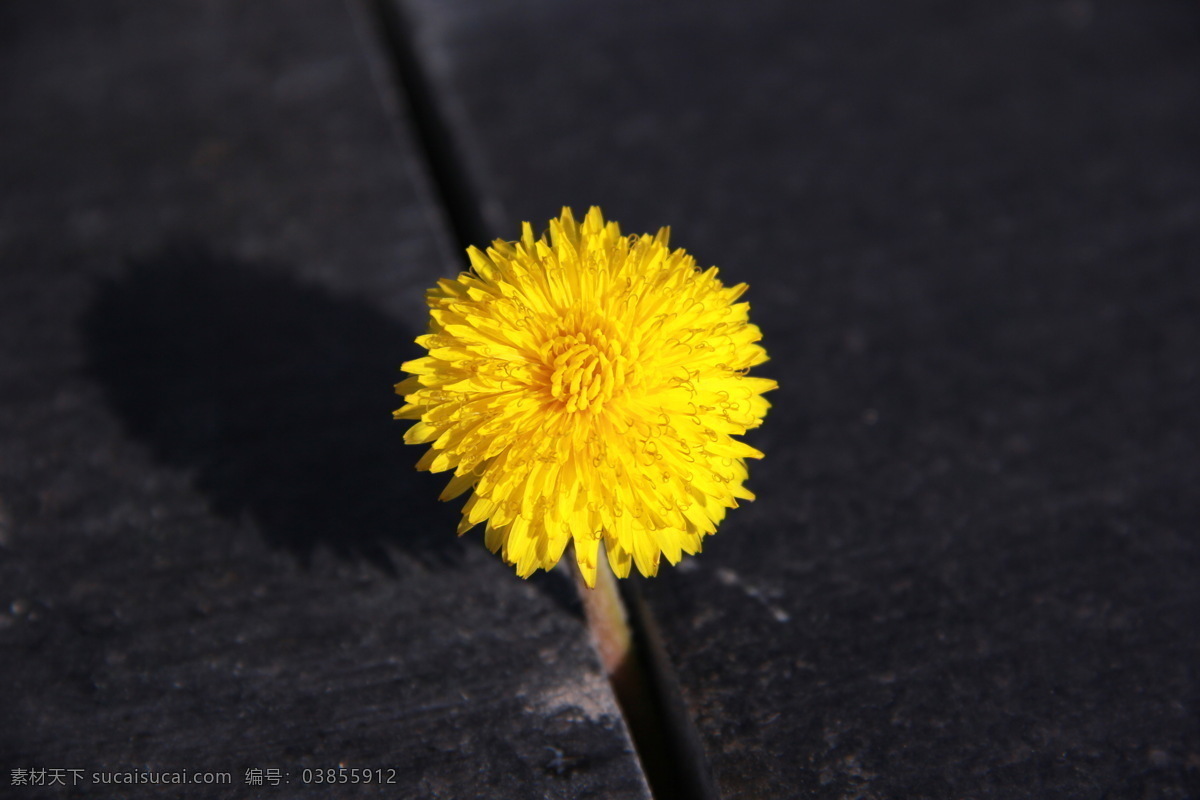 蒲公英花 花 春景 春天 绿草 花坛 花草 生物世界