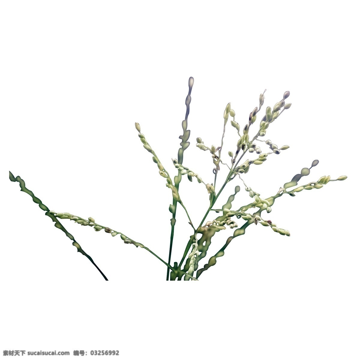 种植 花卉 装饰 花 草 小草 花草 满天星花卉 种植花卉