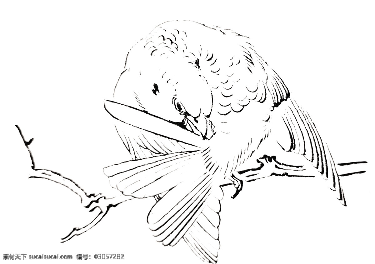 麻雀 线描 手绘 鸟 白描 飞禽 飞鸟 手稿 鸟谱 分层
