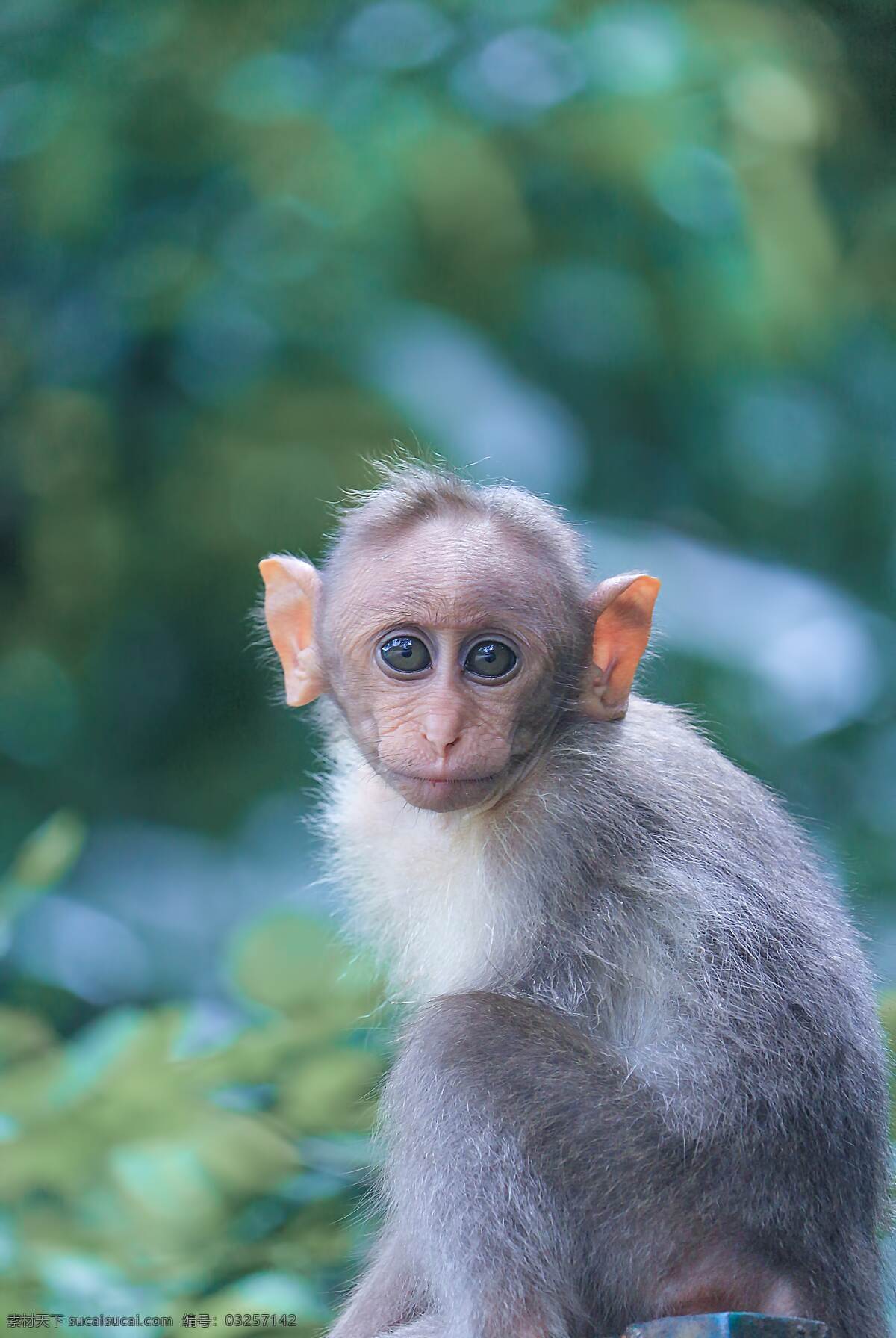 小猴 动物 自然 高清猴子图 生物世界 野生动物