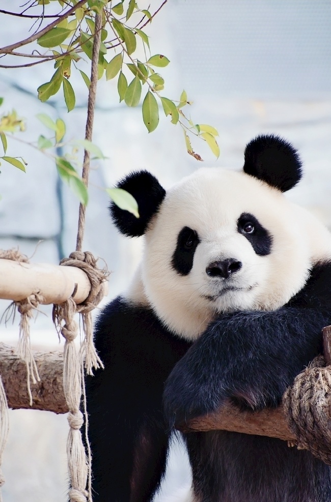 思考熊生 微风 树下 大熊猫 思考 安静 国宝 生物世界 野生动物