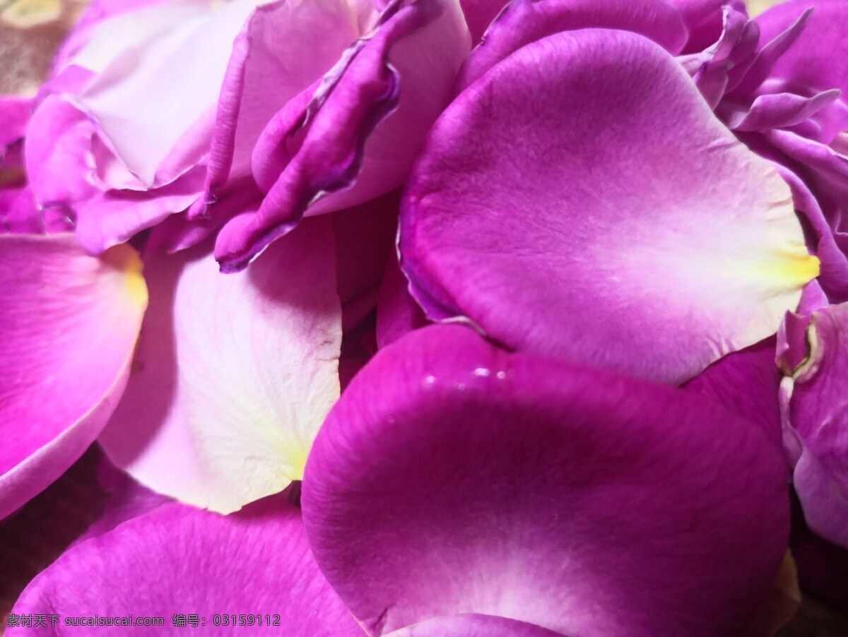 玫瑰花瓣 花瓣 粉色 浪漫 玫瑰 情人节 告白 布置场景 婚礼 花卉 生物世界 花草