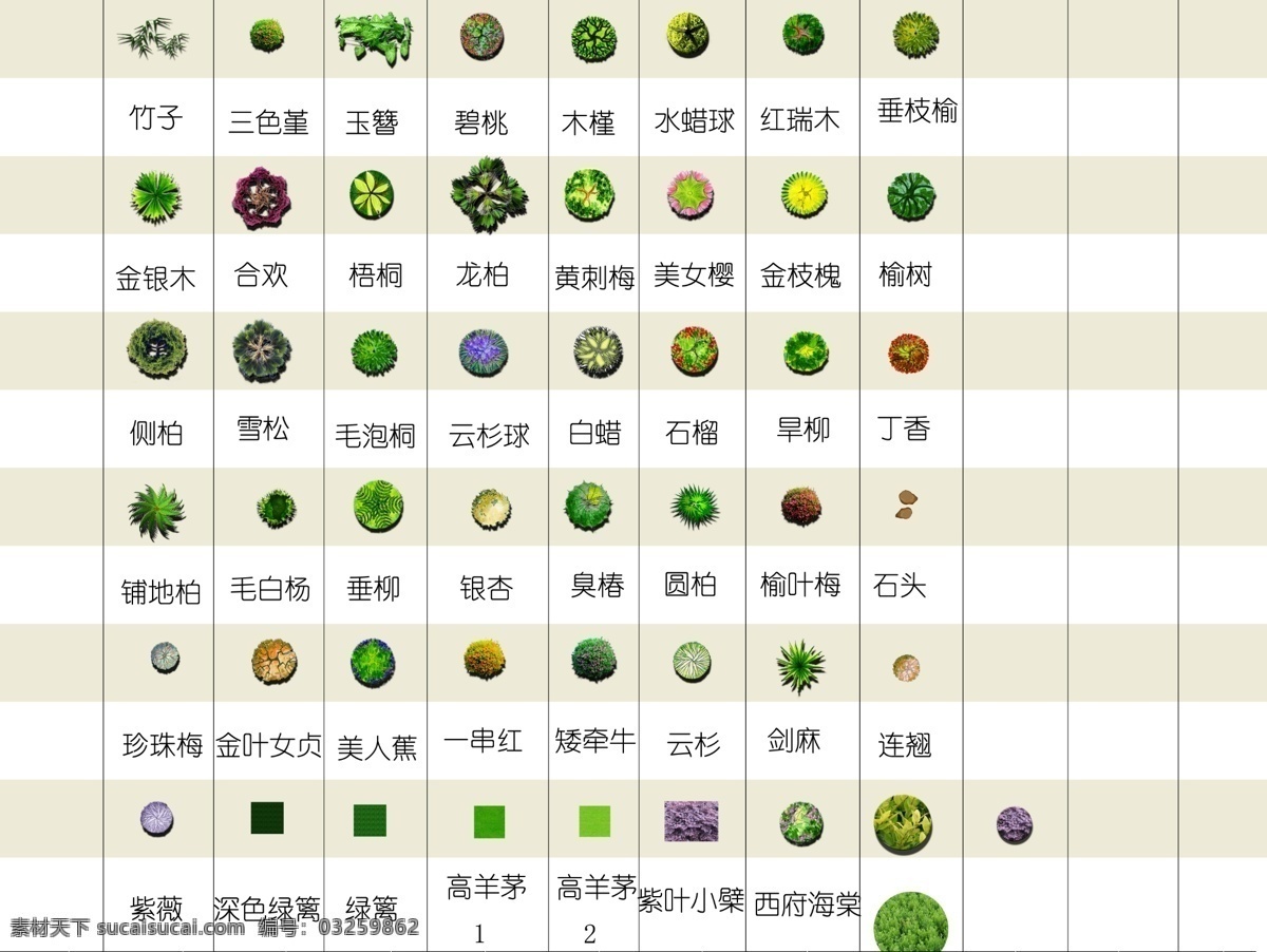 平面树带名 平面树 带树名平面树 树 景观树名 景观树 ps树平面 环境设计 景观设计