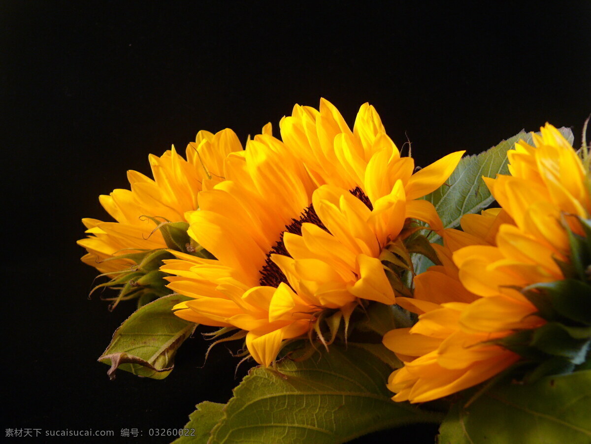 向日葵 向阳花 黄花 黄色花朵 鲜花 花朵 花卉 花瓣 花草 植物 生物世界 向日葵花