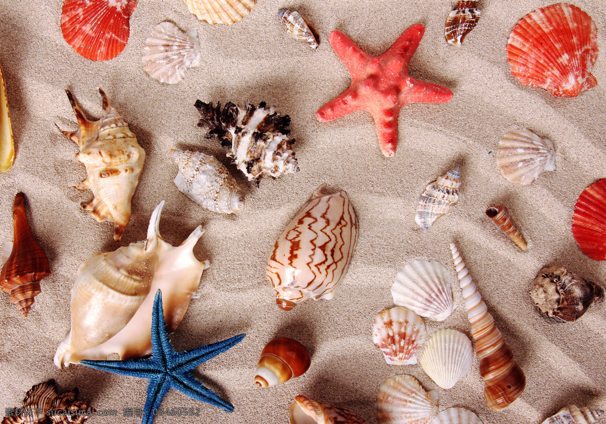 沙滩 贝壳 沙滩贝壳 海星 海螺 海滩 海洋生物 生物世界 星星贝壳 大海图片 风景图片